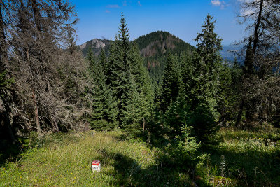 On the way from Juraniowa Pass to Bobrowiec, Tatra NP