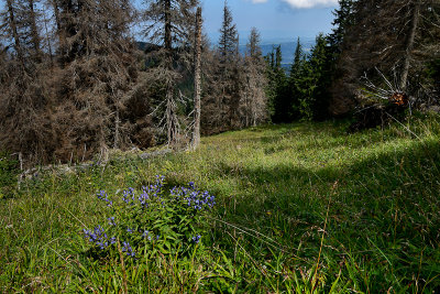 On the way from Juraniowa Pass to Bobrowiec, Tatra NP
