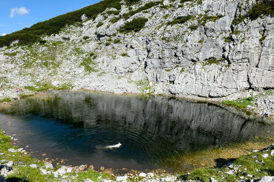 Shiro in Däumel Lake, Krippenstein
