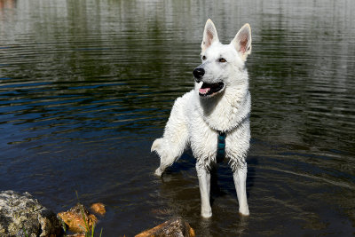 Shiro in Däumel Lake, Krippenstein