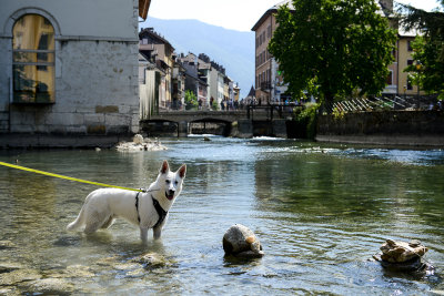 Old Town, Annecy