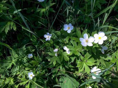  Flowers and Foliage