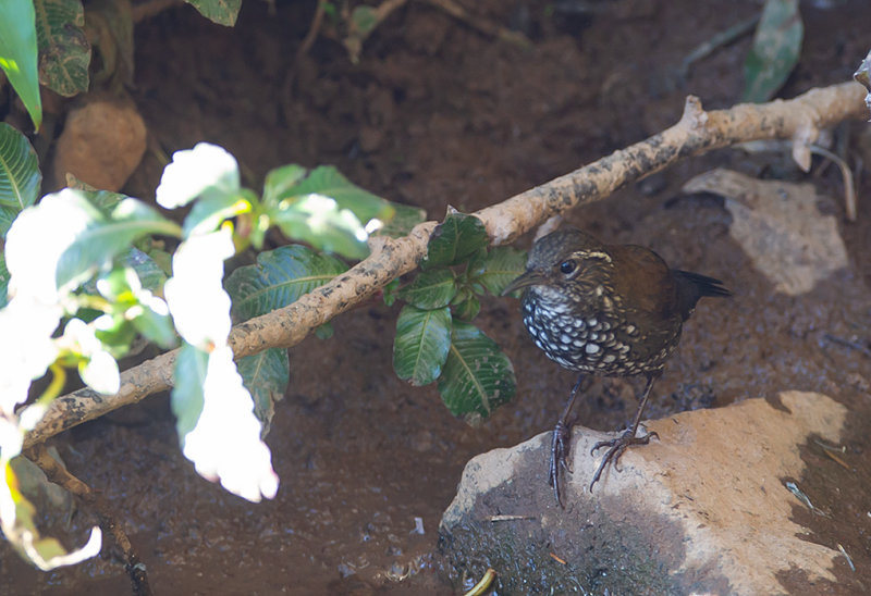 Sharp-tailed-Streamcreeper.j