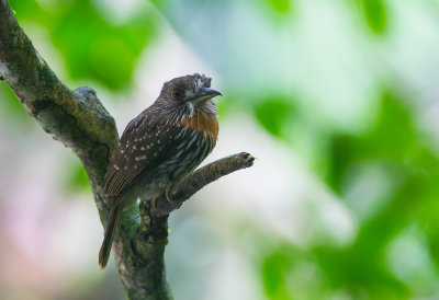 White-wiskered Puffbird