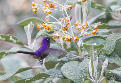 Purple-backed Thornbill