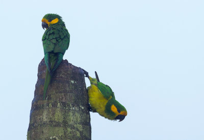 Yellow-eared Parrot