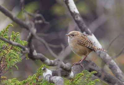 Apolinar's Wren