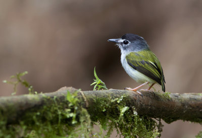 Black-capped Pygmy Tyrant