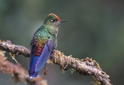 Rainbow-bearded Thornbill