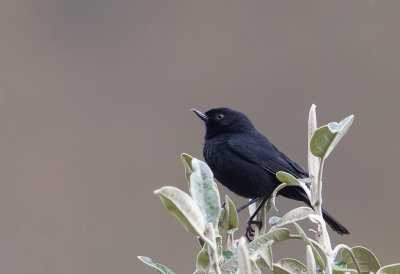 Black Flowerpiercer