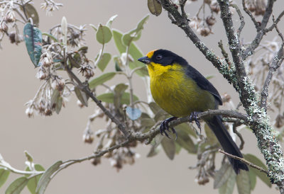 Pale-naped-Brush-Finch.j