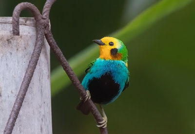 Multicoloured Tanager (m)