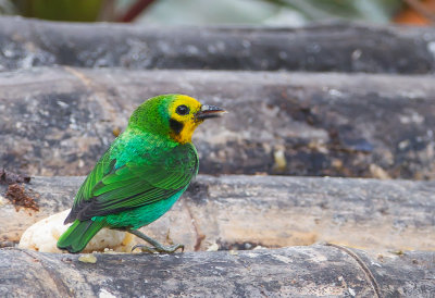 Multicoloured Tanager (f)