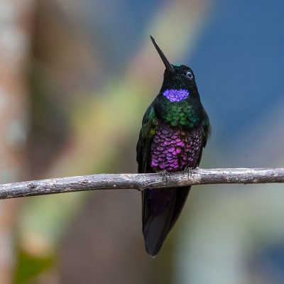 Blue-throated-Starfrontlet.