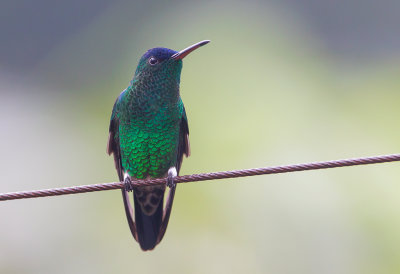 Indigo -Capped Hummingbird