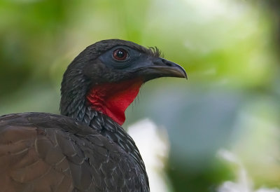 Cauca Guan 