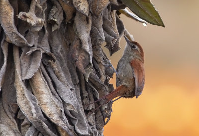 White-chinned-Thistletail.