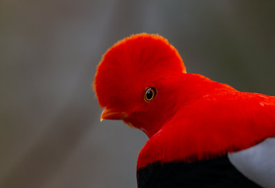 Andean  Cock-of the Rock