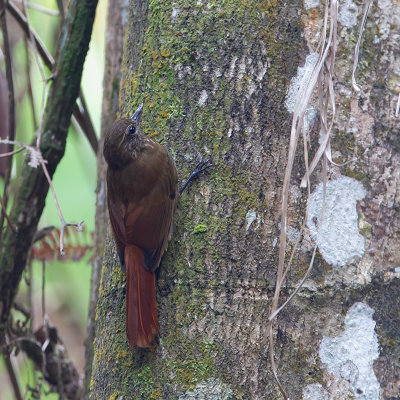 Wedge-billed-Woodcreeper