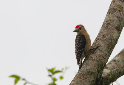 Red-crowned-Woodpecker