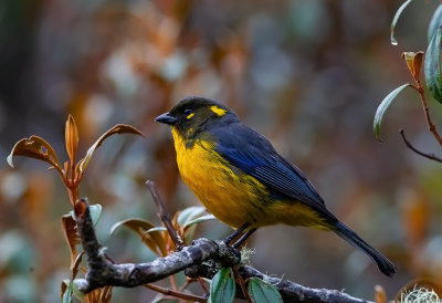 Lacrimose-Mountain-Tanager
