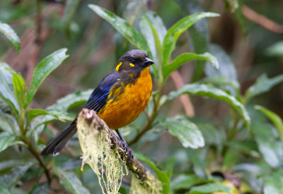  Lacrimose Mountain Tanager