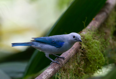 Blue-grey-Tanager