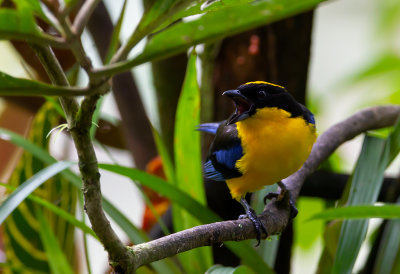 Blue-winged-Mountain-Tanager