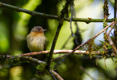 Rufous-breasted-Flycatcher