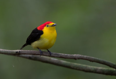 Wire-tailed-Manakin