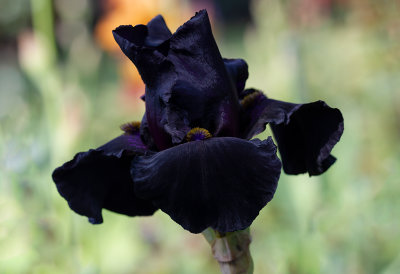 Iris Germanica ,, Old black Magic ,, 2019