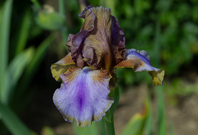 Iris Germanica ,, Burnt Toffee ,, 2019