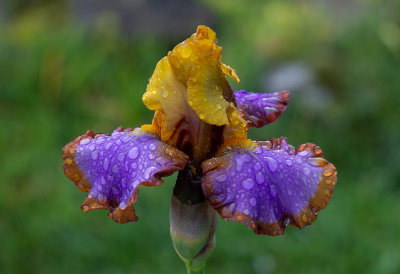 Iris Germanica ,, Brown Lasso  ,  2019