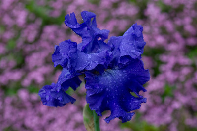 Iris Germanica ,, Yaquina Blue ,, 2019