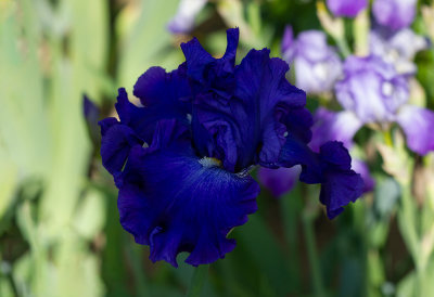 Iris Germanica ,, All about Blue ,, 2019