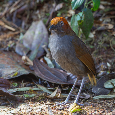 Chestnut-naped Antpitta