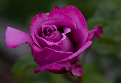 Rosa,,LavenderCharm,,