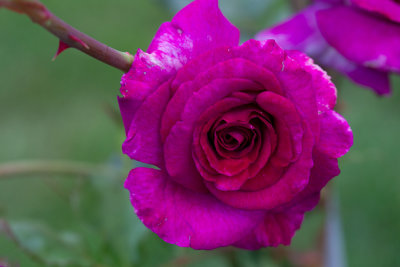 Rosa,,Violet Parfumeé,,