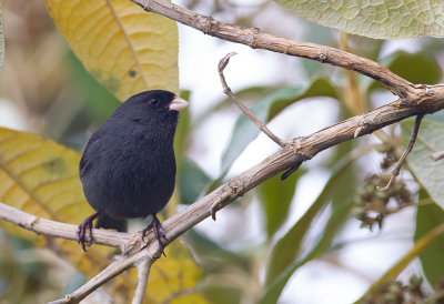 Paramo Seedeater