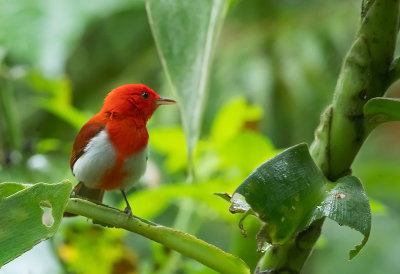 SCARLET-AND-WHITE TANAGER.
