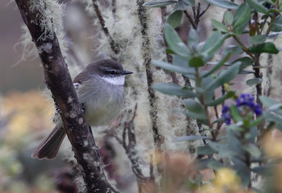 White-throated Tyrannulet