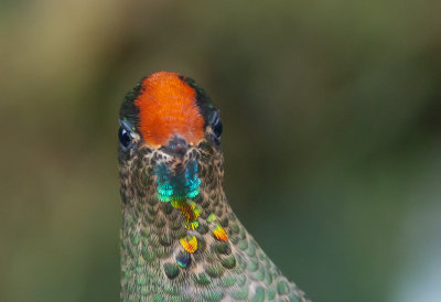 Rainbow-beareded Thornbill