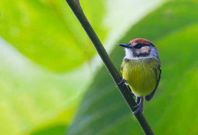 Rufous-crowned Pygmy Tyrant.