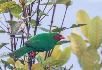 Grass-green Tanager.