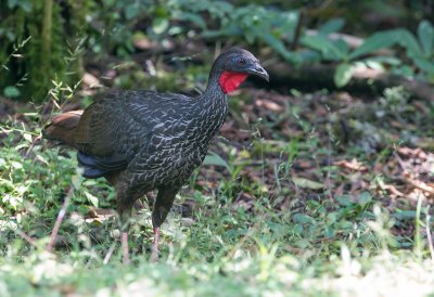  Cauca Guan