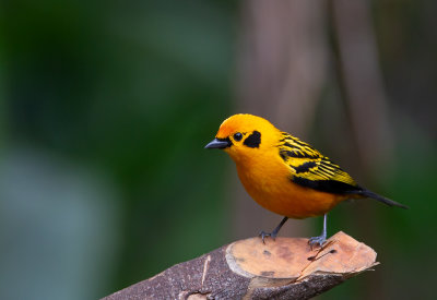 Golden Tanager