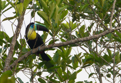 Citron-throated-Toucan.jpg