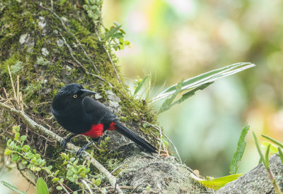 Red-bellied Grackle