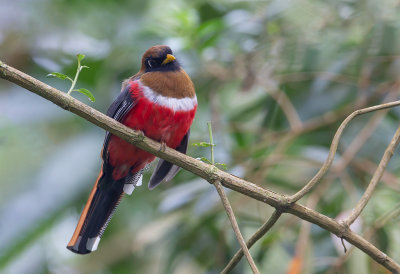 Masked Trogon(F)