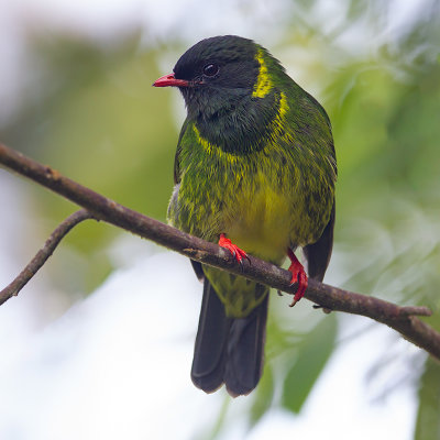 Green-and-Black Fruiteater